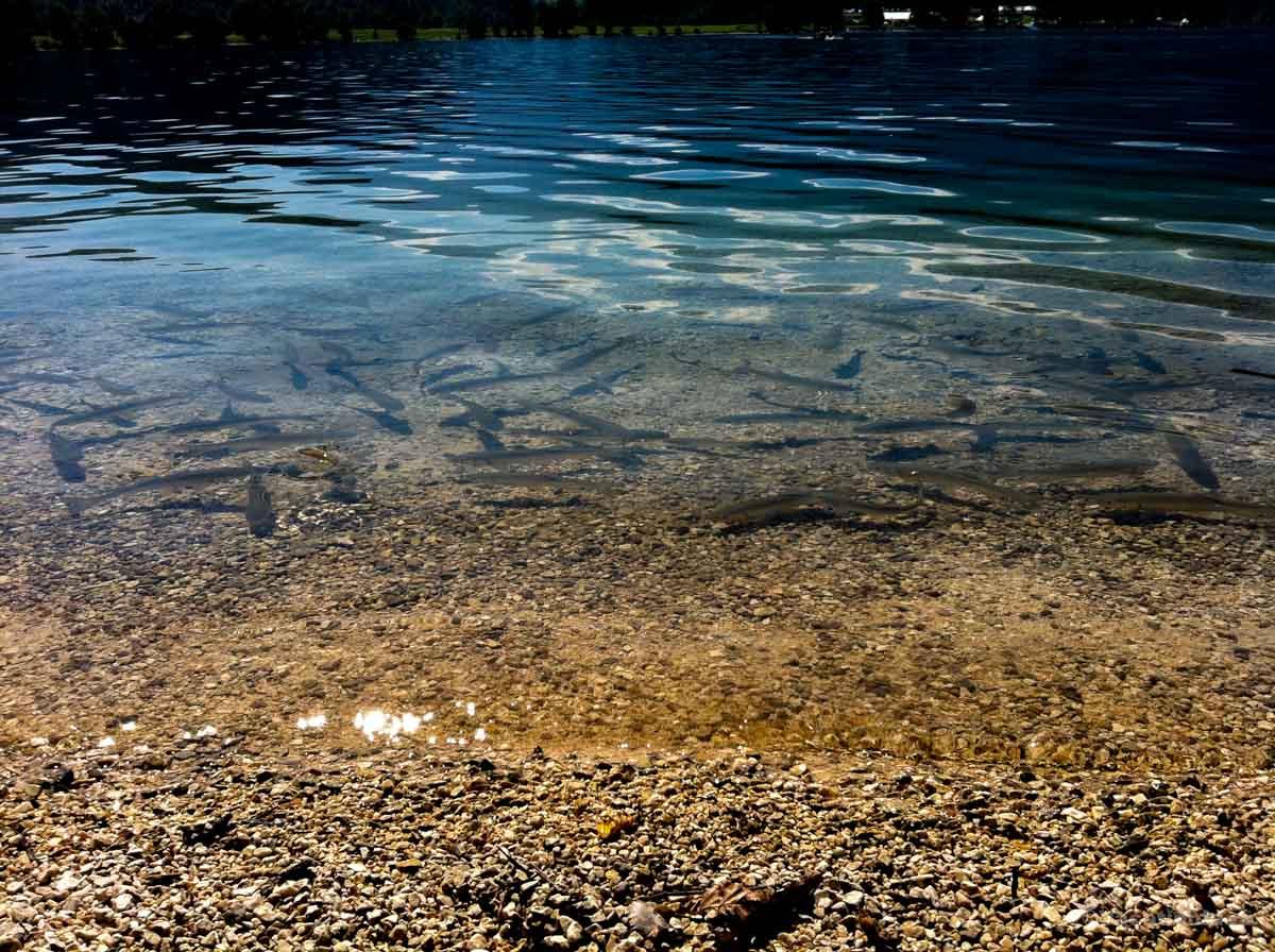 My photo of fish in a mountain lake