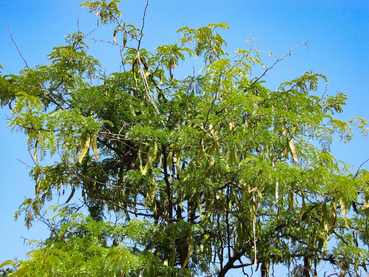 I took this photo on the trail in Chattanooga in May