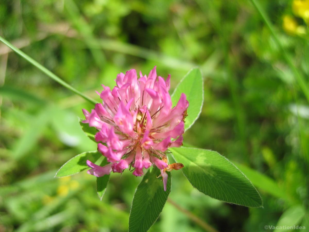 My flower close up in Gatlinburg