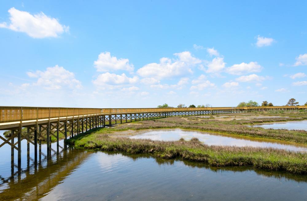 Roam With Wild Horses and Sea Breezes on Assateague Island