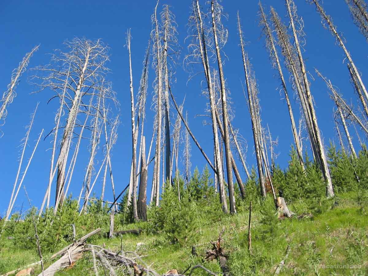 Trees after a wildfire in Yellowstone