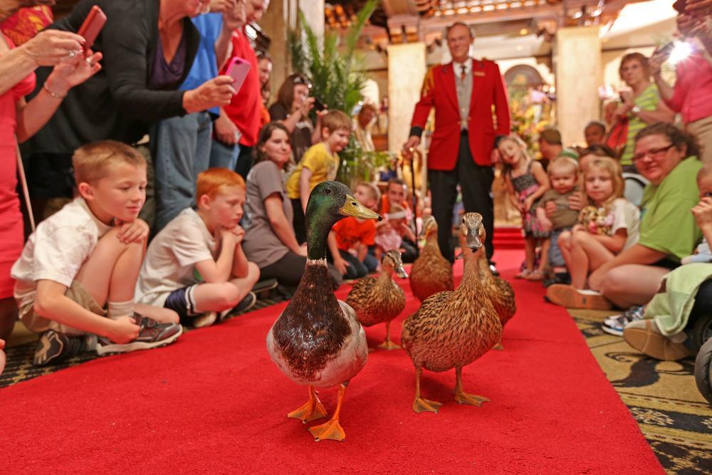 See the famous ducks and admire grand décor on an exciting trip.