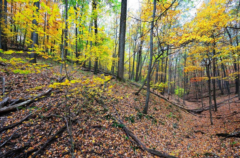 If You Crave Wilderness and Wide-Open Trails, Head to Hoosier National Forest