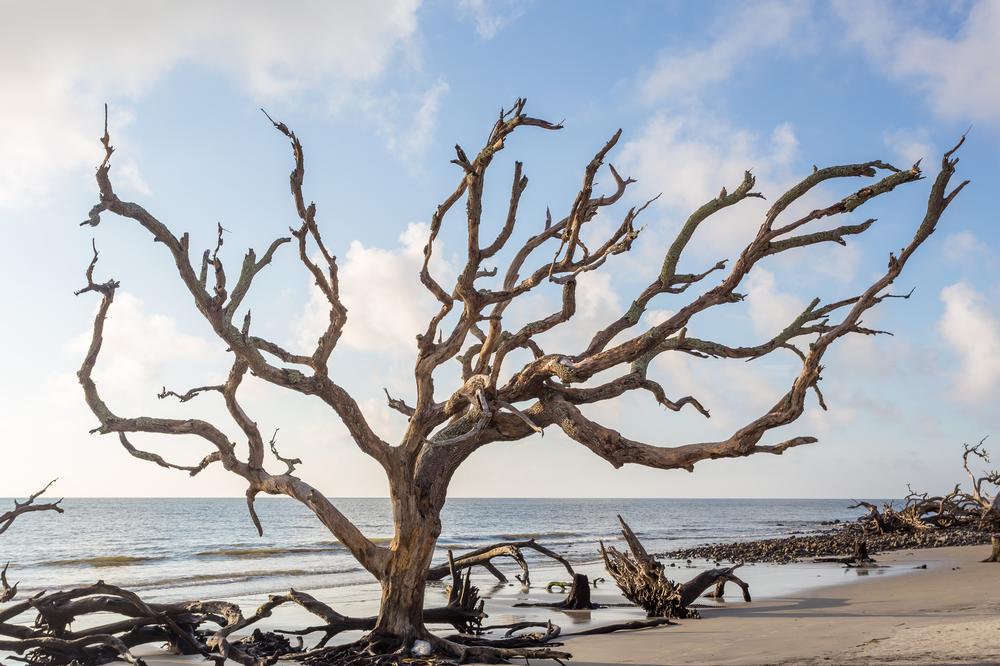 Bike, Explore, and Rewind Time on Jekyll Island’s Historic Paths