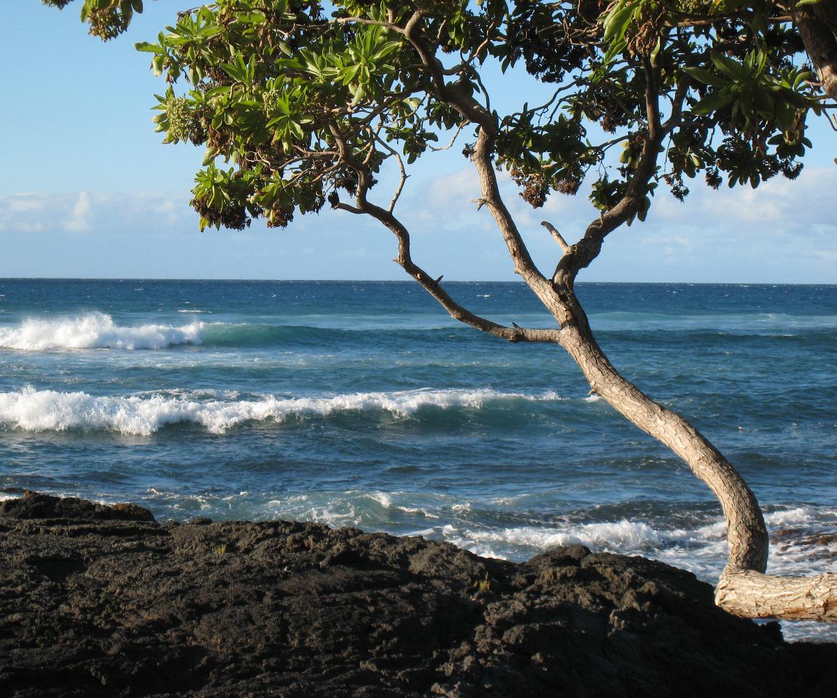 My photo of a tree over a rocky shore on the Big Island