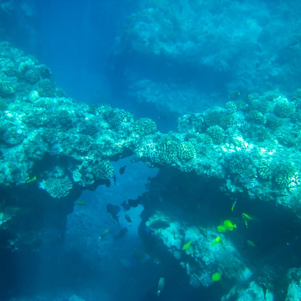 Underwater wonder off the coast of the Big Island of Hawaii. I took this photo with an underwater camera.