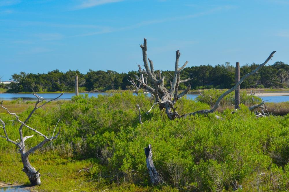 Big Talbot Island State Park - just 40 minutes