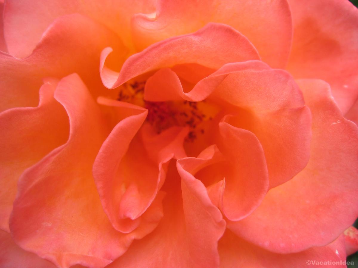 My photo in the Botanical gardens in Wichita