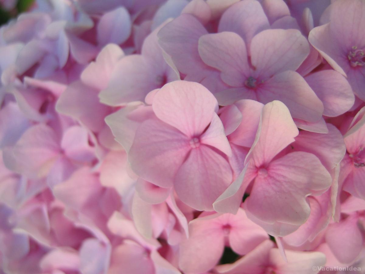 My photo of flowers at Botanica