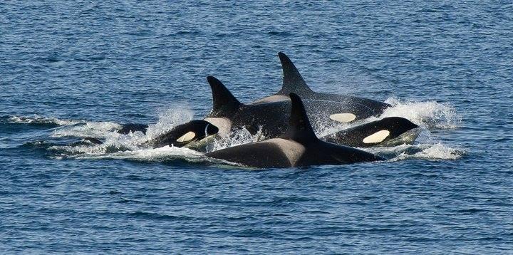 Paddle with Orcas with Sea Quest Expeditions, San Juan Islands, WA