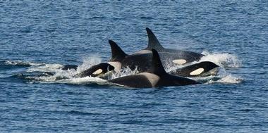 Sea Quest Expeditions, San Juan Islands, Washington