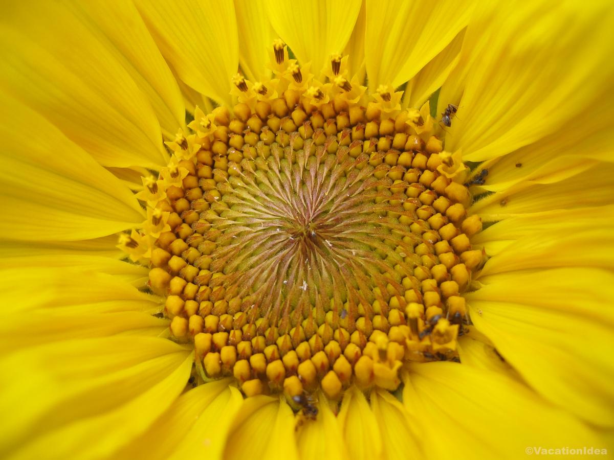 My sunflower photo in the fields of Lawrence, KS