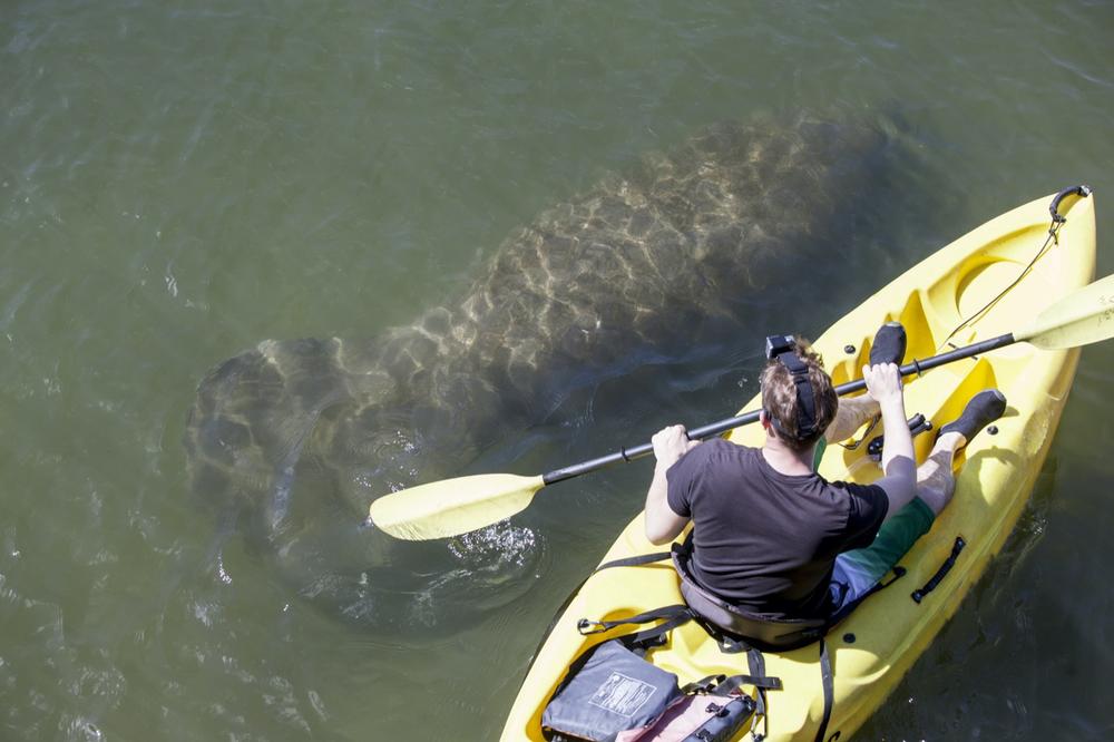 Spot Dolphins and Rays with Sea Life Kayak, Sarasota, FL