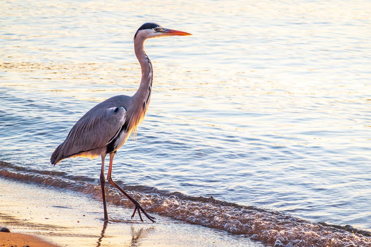 Grey heron on the beach
