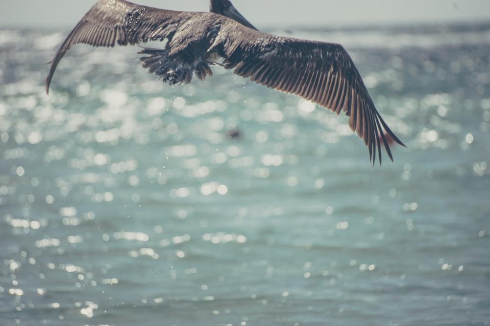 Bird flying over the beach