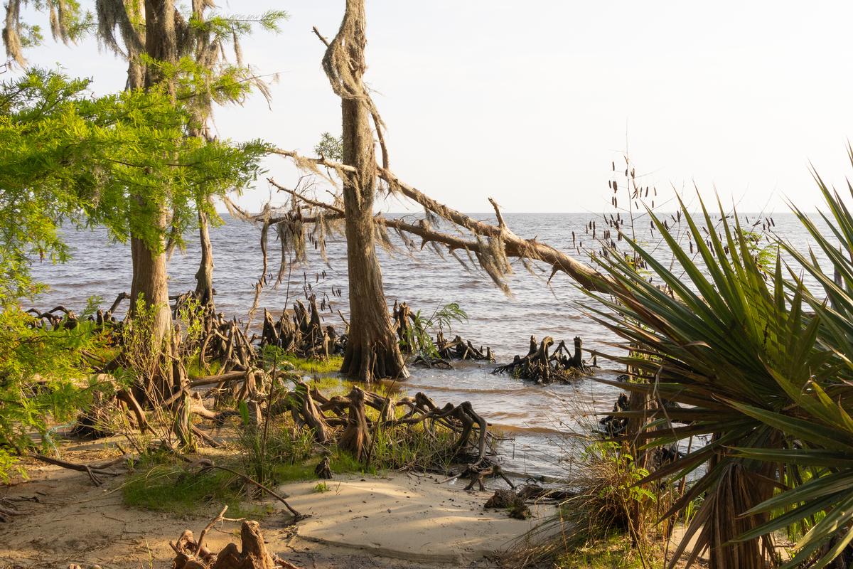 A scenic view of Lake Pontchartrain from Fontainebleau State Park in Louisiana