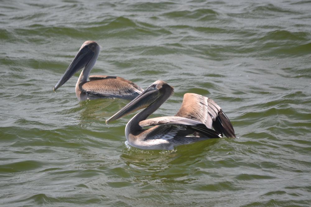 Pelicans floating in the water