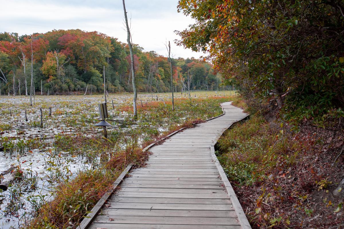 Enjoy the lovely sandy beach at Calvert Cliffs State Park