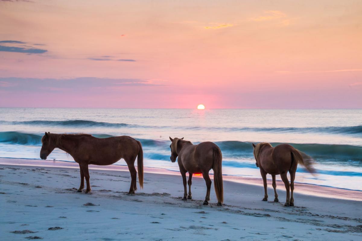 See magnificent wild horses on Assateague State Park