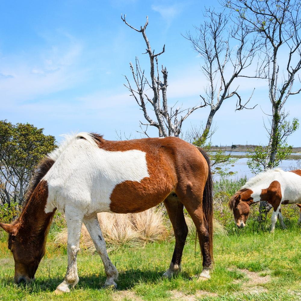 Admiring the freedom of wild horses on Assateague Island