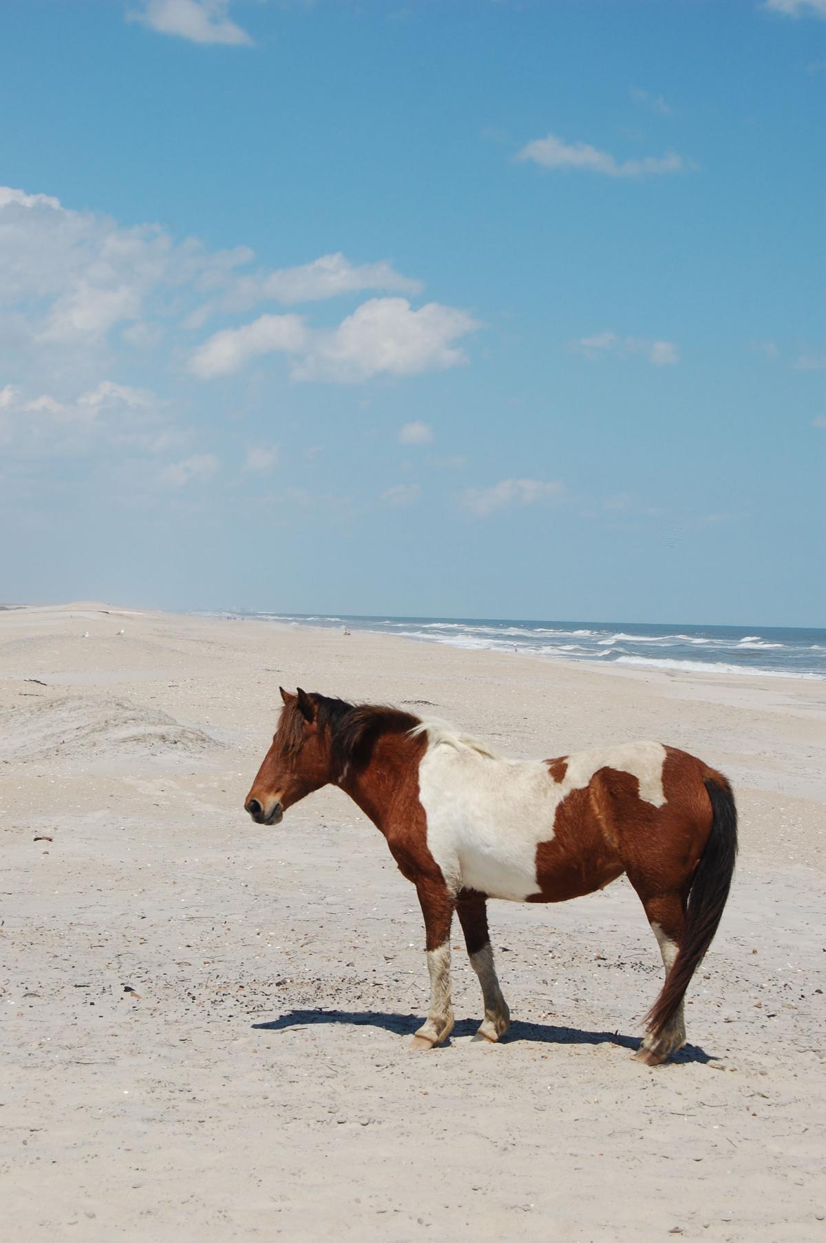 Wild horse on Assateague Island