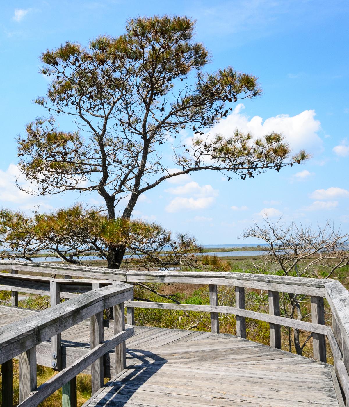 Views from the Boardwalk on Assateague Island