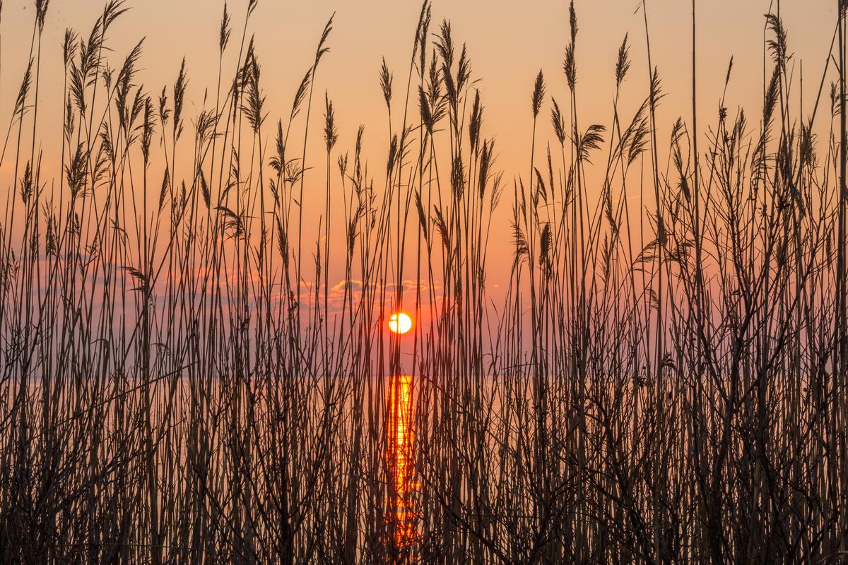 Shoreline reeds at sunrise