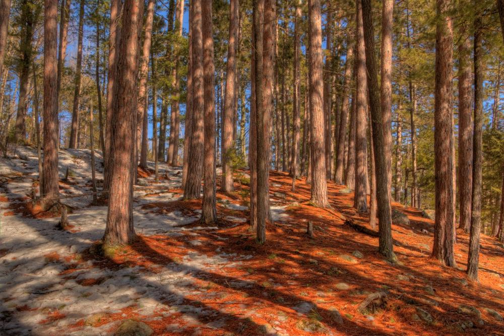 Bear Head Lake State Park - a 25-minute drive from Ely