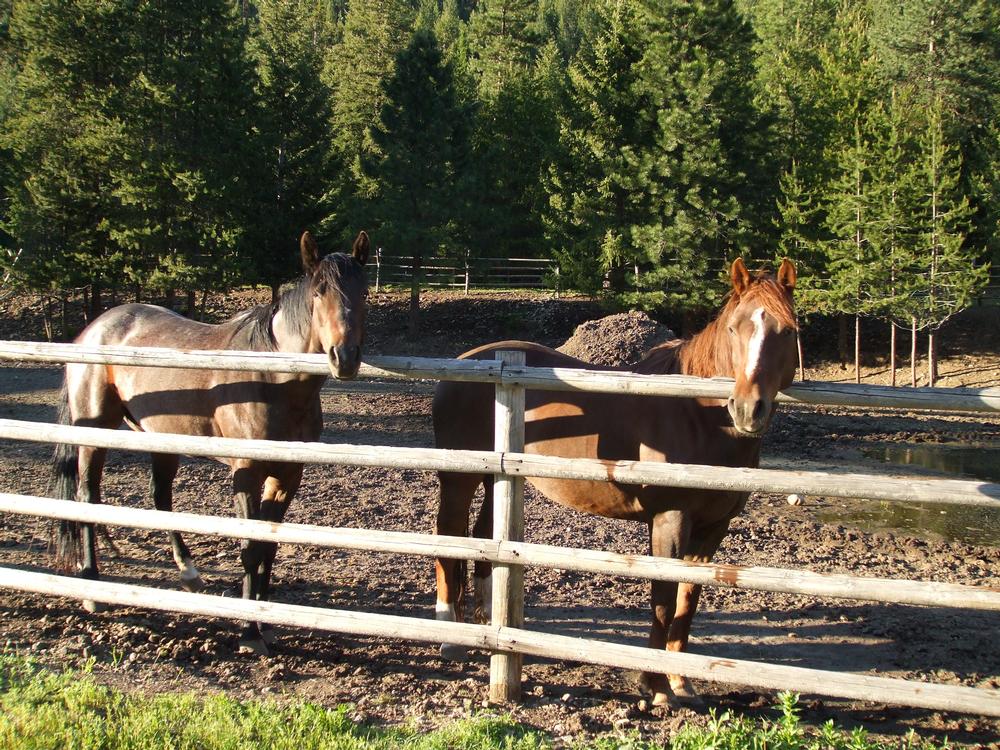 Ride Into Adventure at Hawley Mountain Guest Ranch