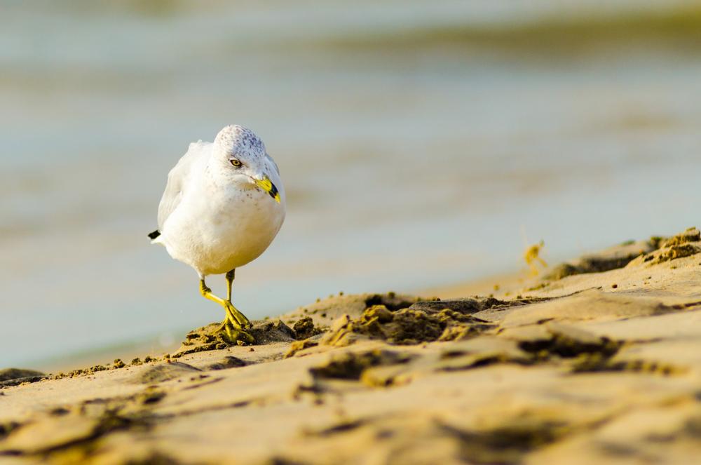 Harrisville State Park - a 40-minute drive from Alpena