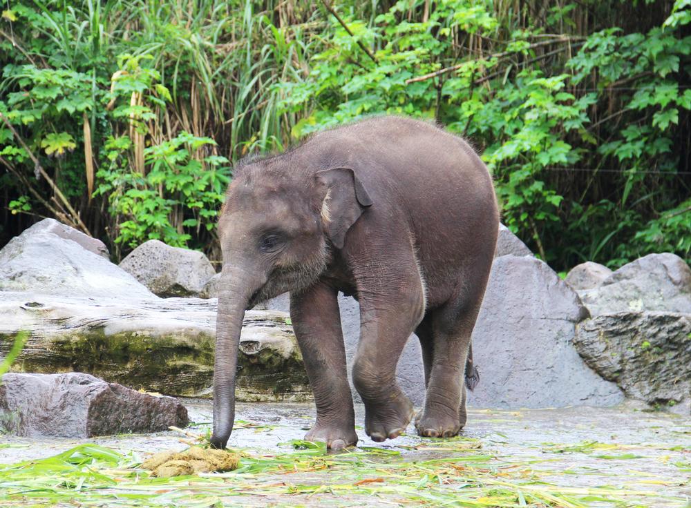 Spot Wildlife and Relax at Hlawga National Park for a Peaceful Day