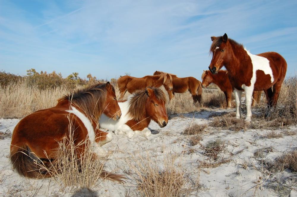 See wild ponies roam freely along the beaches of this protected coastal island.