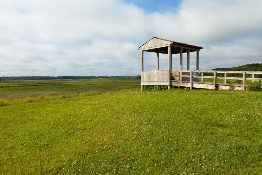 Spot diverse bird species or kayak through scenic wetlands.