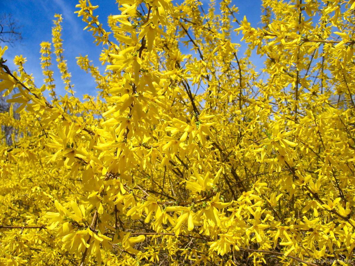 My photo of golden leaves in Maryland