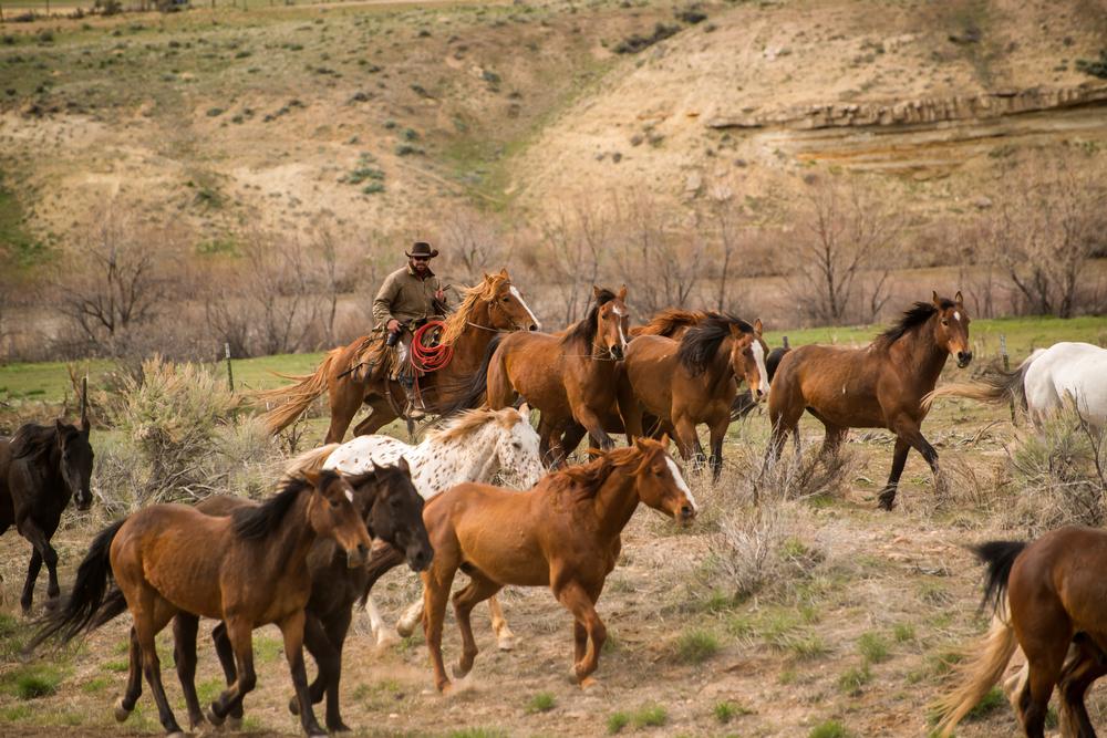 Saddle Up for Family Fun at Rocking Z Guest Ranch