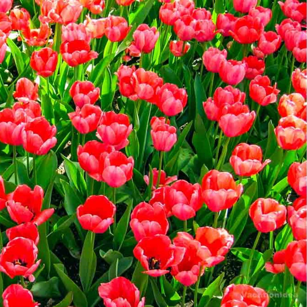 My photos of spring tulips in the park. I loved the vibrant colors.