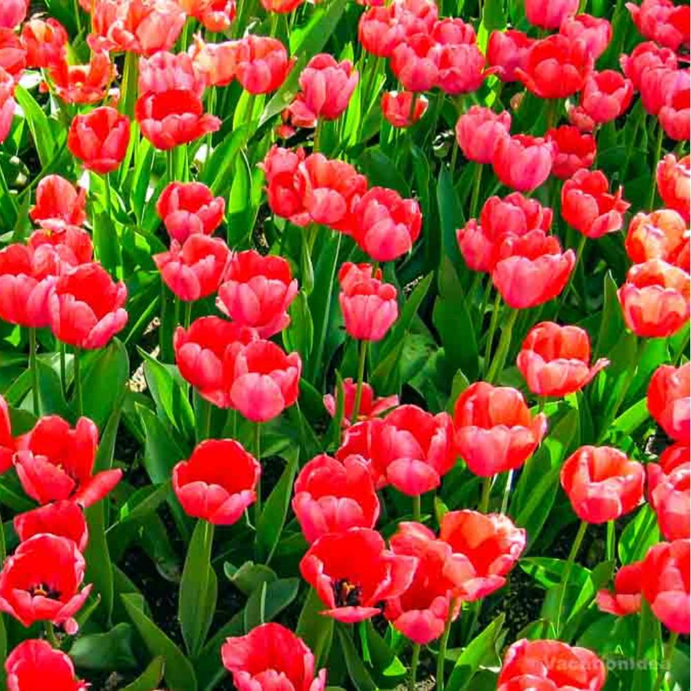 My photos of spring tulips in the park. I loved the vibrant colors.