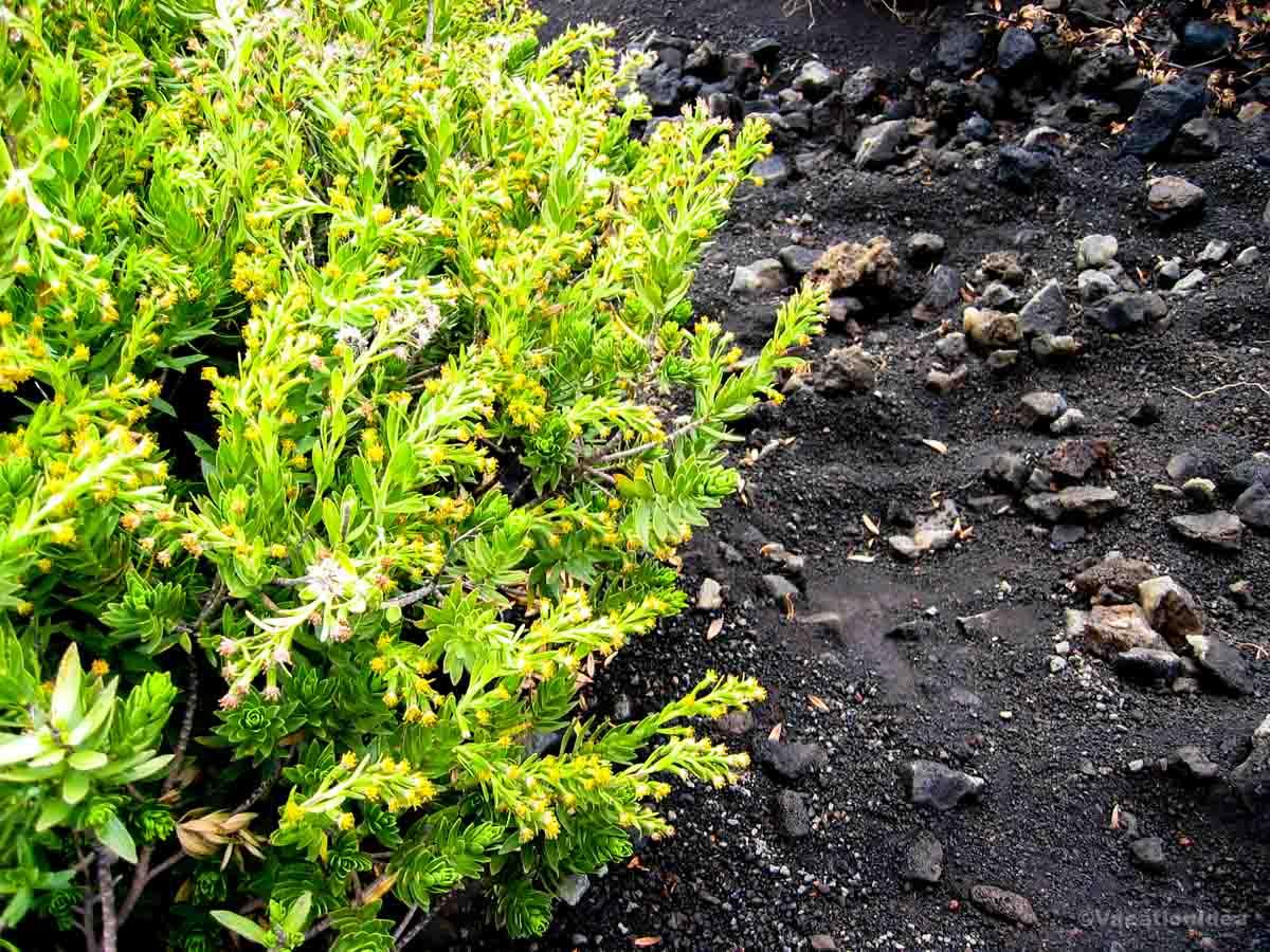 I was fascinated by the plants that grow in Haleakala at such high altitude and took this photo