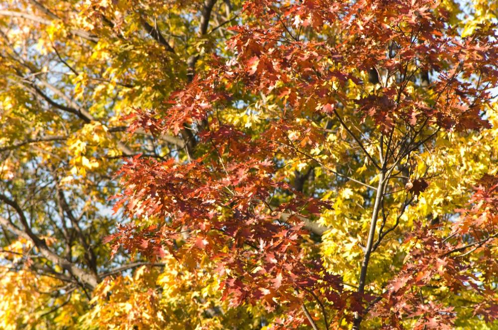 Fall foliage in NH