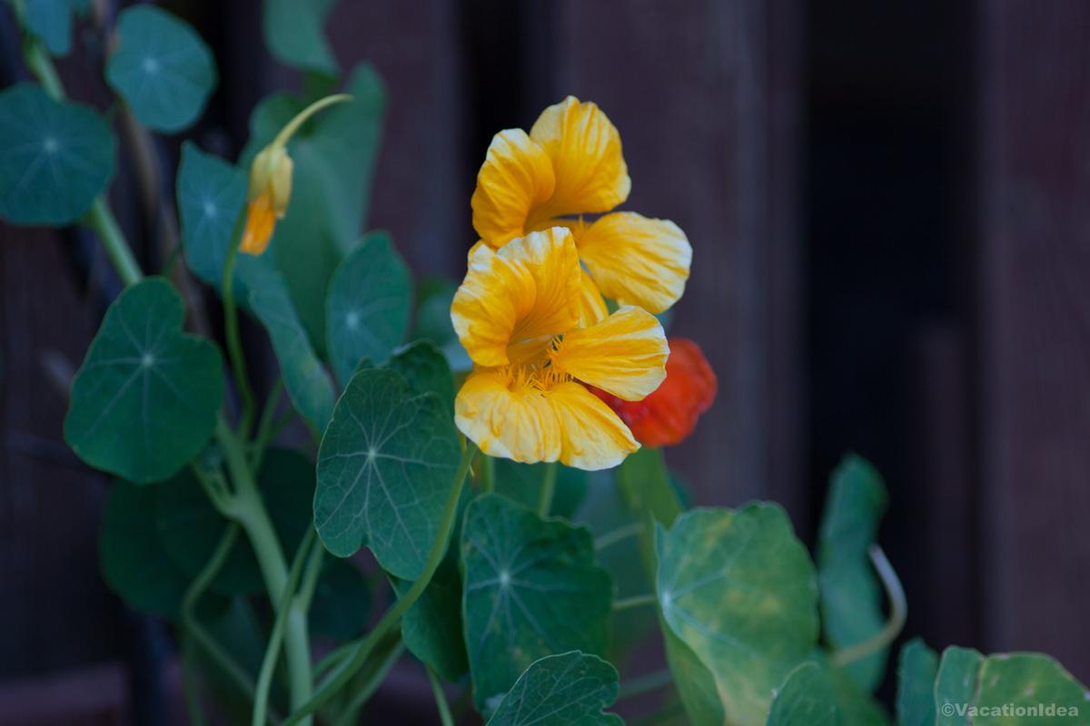 My photo in the botanical garden in NC