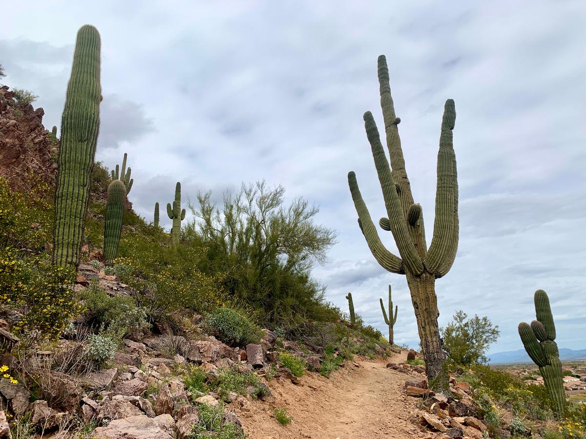 Peoria’s Desert Stillness & Copper Light