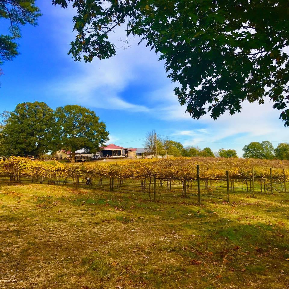 Sleep in the Vines, Sip in the Sky: Treehouse Vineyards