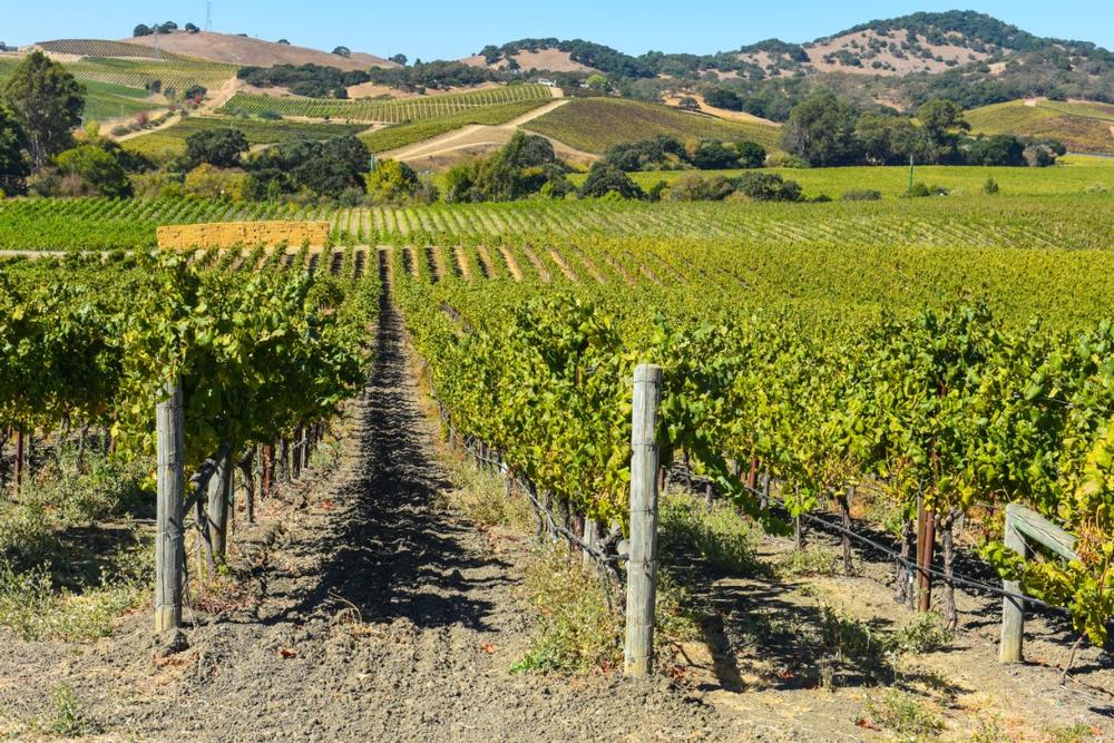 Sip fine wines and admire vineyard views on a romantic summer getaway.