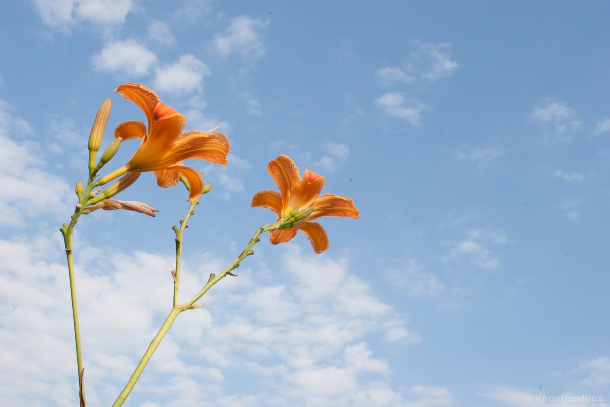 I took this photo in the spring