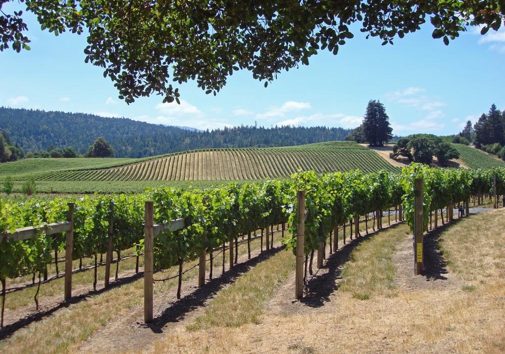Tour boutique wineries and explore redwood groves on a peaceful retirement trip.