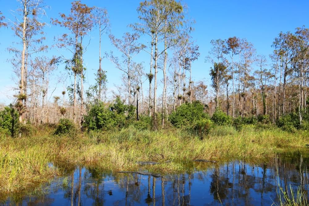 Discover lush wetlands in Big Cypress National Preserve - 40 minutes from Naples