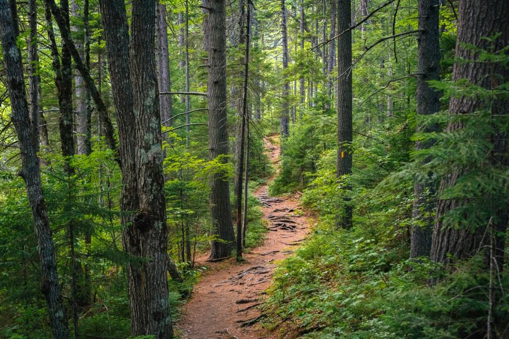 Explore Endless Trails in White Mountain National Forest