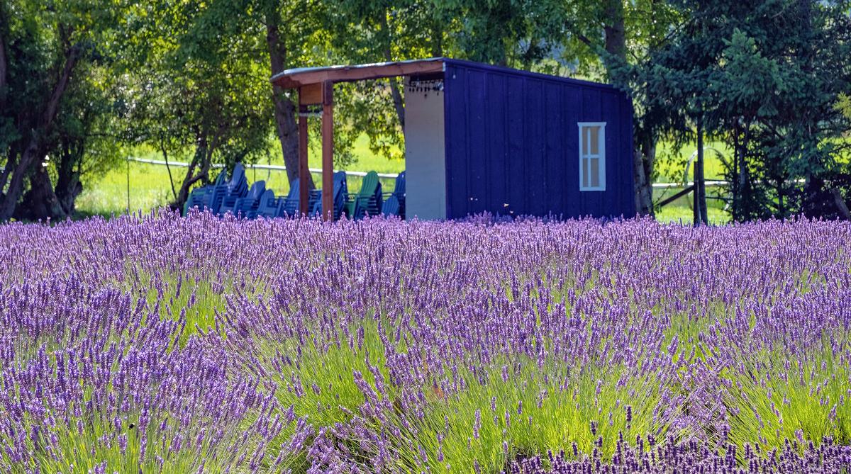 Sequim’s Lavender Air & Soft Horizons