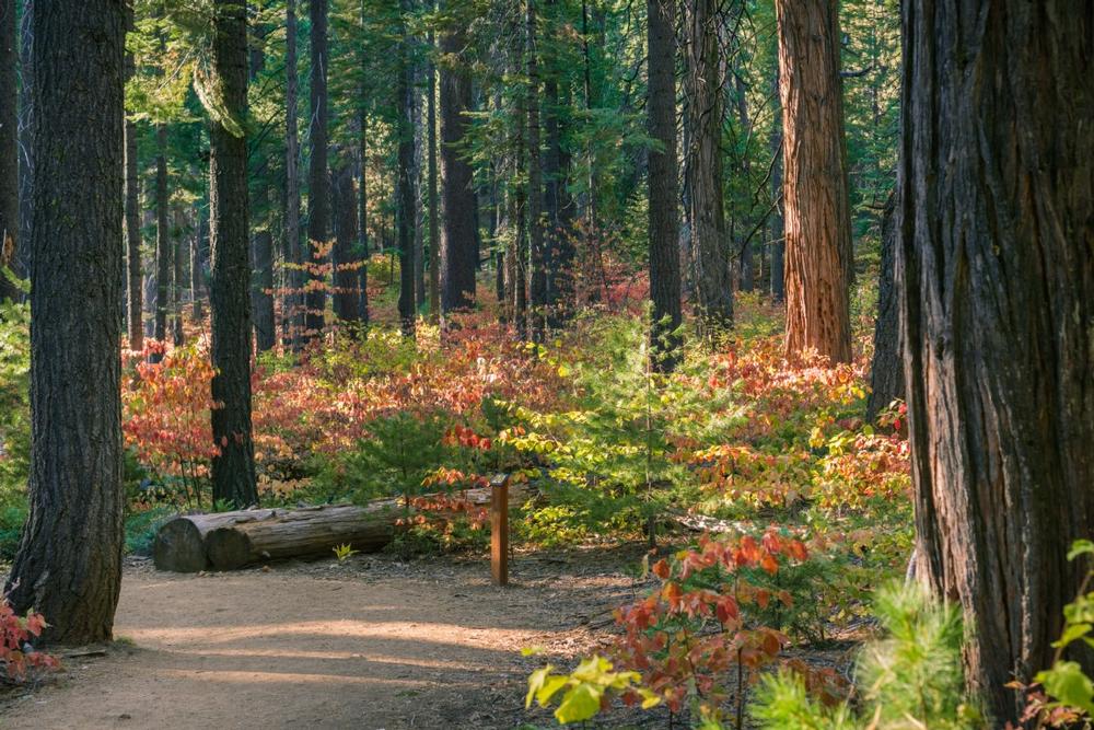 Admire giant sequoias and stroll forest paths on a fun trip with kids.