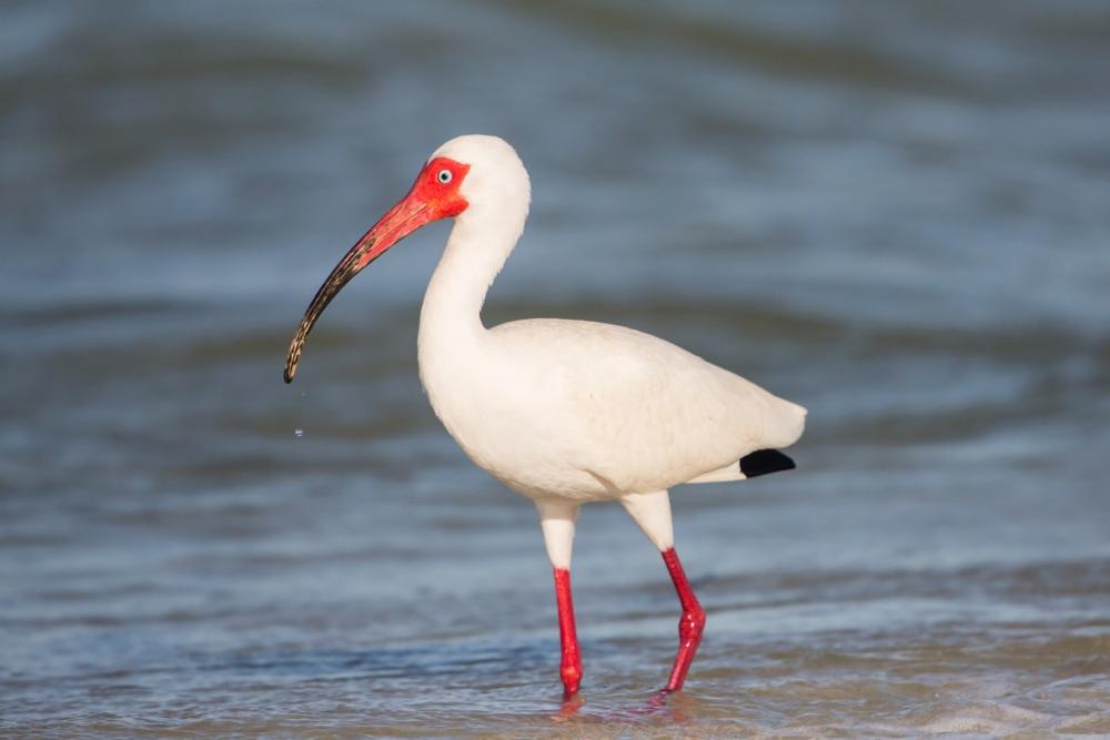 Explore remote beaches in Cayo Costa State Park